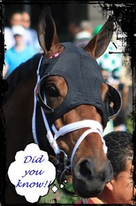 Did you know Fun Facts about Horse Racing