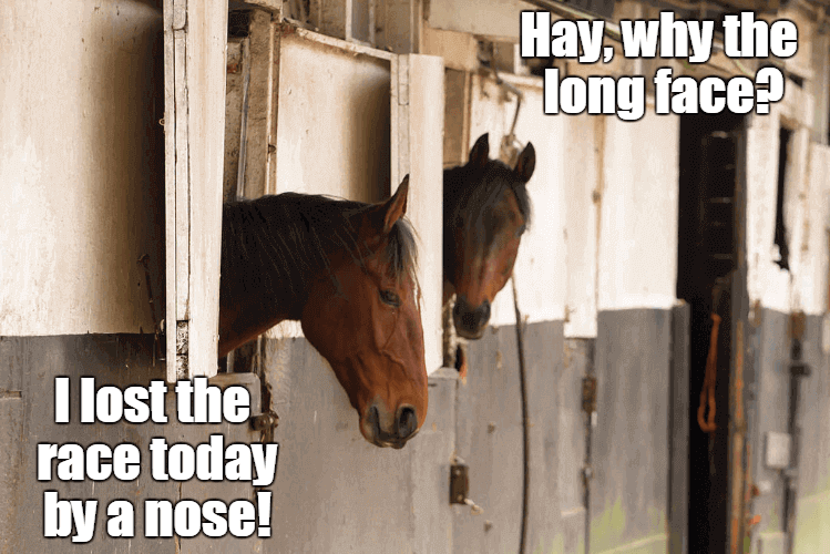 Horse Humor Funny Horse Names That Make You Laugh Out Loud