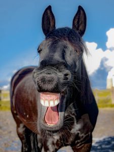 laughing-horse