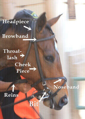 Why Horse Racing Equipment Is Used Blinkers On Or Blinkers Off