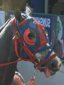 Tongue Ties Race Horses
