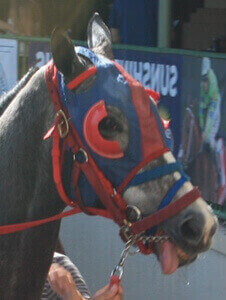 Why Horse Racing Equipment Is Used Blinkers On Or Blinkers Off